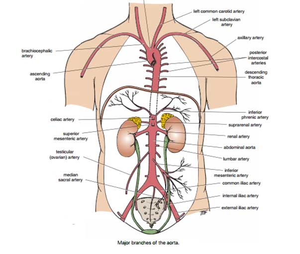 The aorta