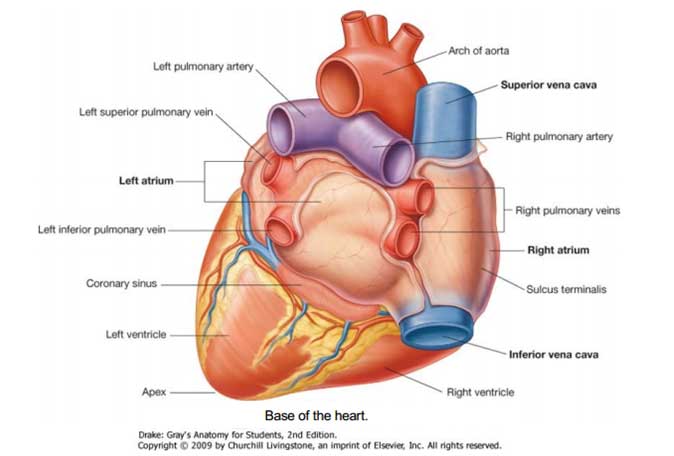 Heart Definition And More The Definition Com