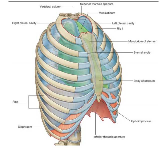 Thorax or chest